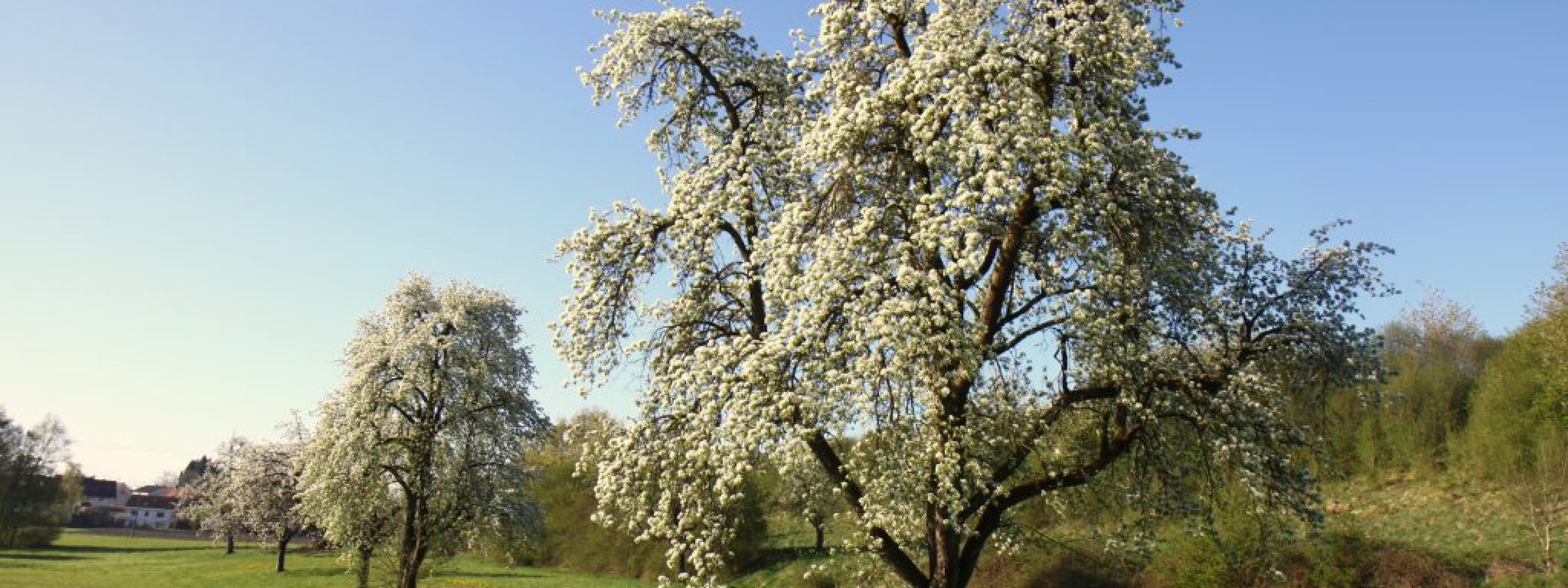 IMG_1155 IMG_1155
