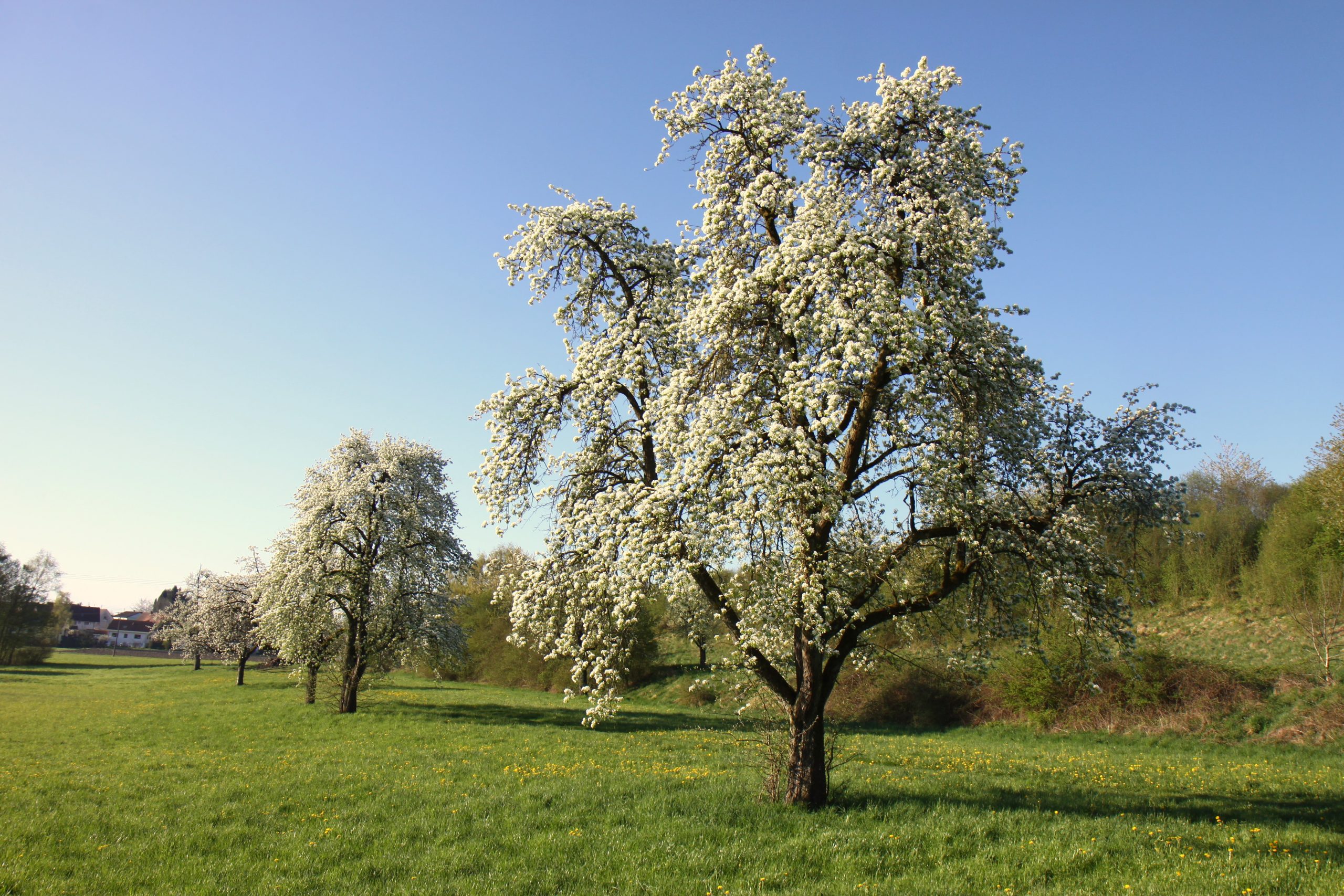 IMG_1155 IMG_1155